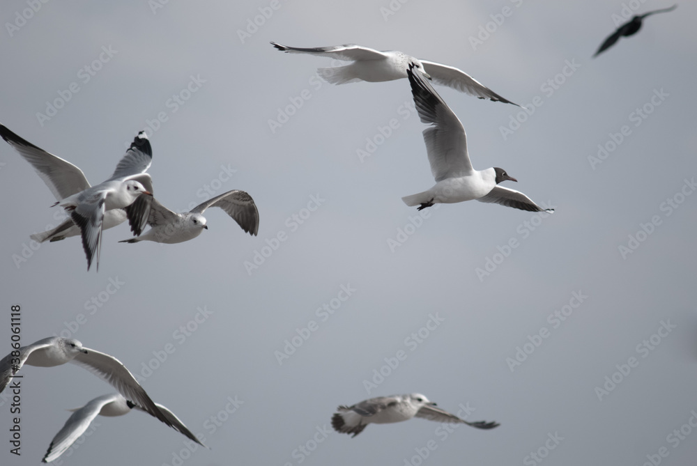 Obraz premium birds in flight against a gray sky