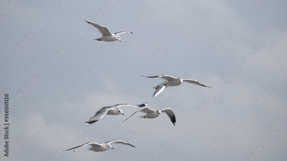 birds in flight against a gray sky birds in flight against a gray sky