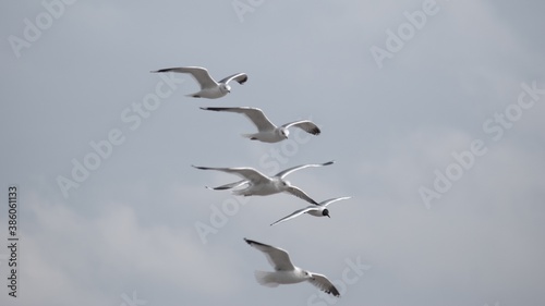 birds in flight against a gray sky