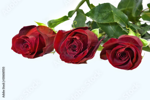 Bouquet of three red roses isolate on a white background.