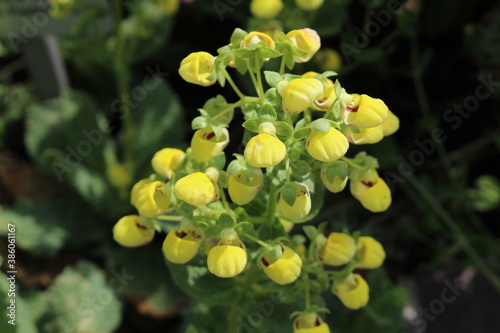 Yellow "Paralia Slipperwort" flowers (or Pocketbook, Slipperflower) in St. Gallen, Switzerland. Its Latin name is Calceolaria Paralia, native to Chile.