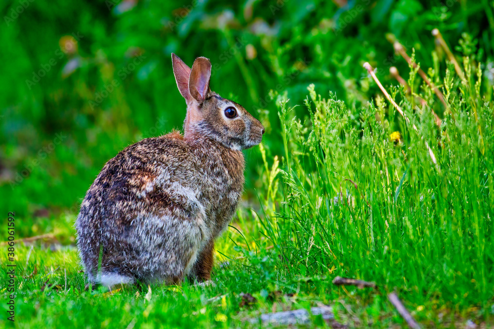 Fototapeta premium An Eastern Cottontail Rabbit in the evening golden light