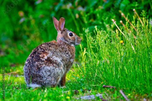 An Eastern Cottontail Rabbit in the evening golden light © Manu Nair