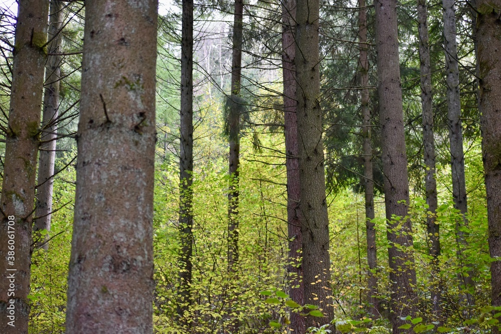 trees in a forest and green leaves in the background trees in a forest and green leaves in the background