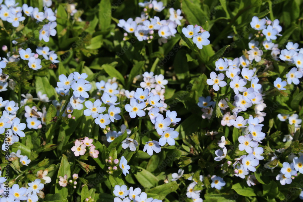 Light blue "Forget-me-not" flowers (or Bodensee-Vergissmeinnicht) in St.  Gallen, Switzerland. Its scientific name is Myosotis Rehsteineri, native to  Constance Lake region. foto de Stock | Adobe Stock