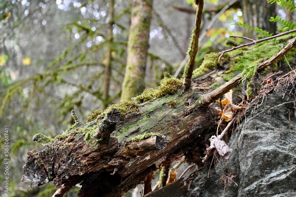 Broken tree trunk covered with moss in the forest Broken tree trunk covered with moss in the forest