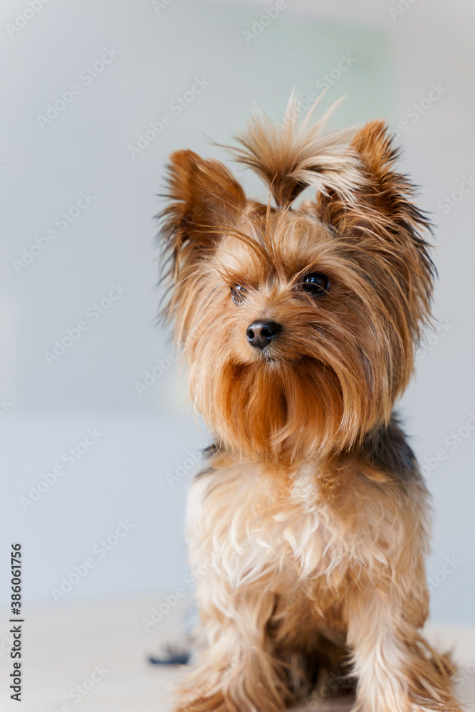 Cute yorkshire terrier named Ted is sitting on a white background. Portrait of adorable dog. A little lovely dog is smiling. A happy pet is waiting for reward.Animal concept and pet care