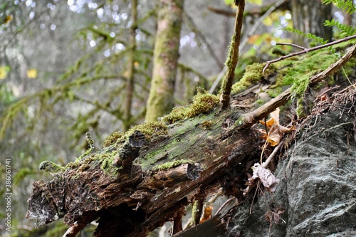 Broken tree trunk covered with moss in the forest