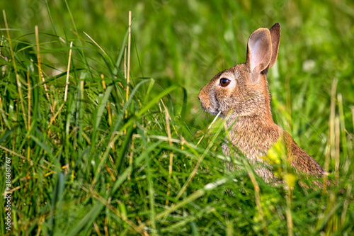 An Eastern Cottontail Rabbit in between the long grass © Manu Nair