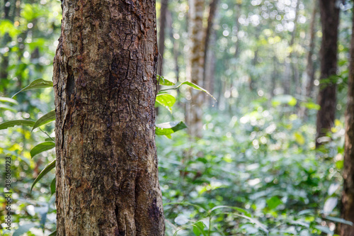 Abstract shot of a Naturally grown Red Sandalwood tree in the reserved forest in Kodanad, Ernakulam, Kerala