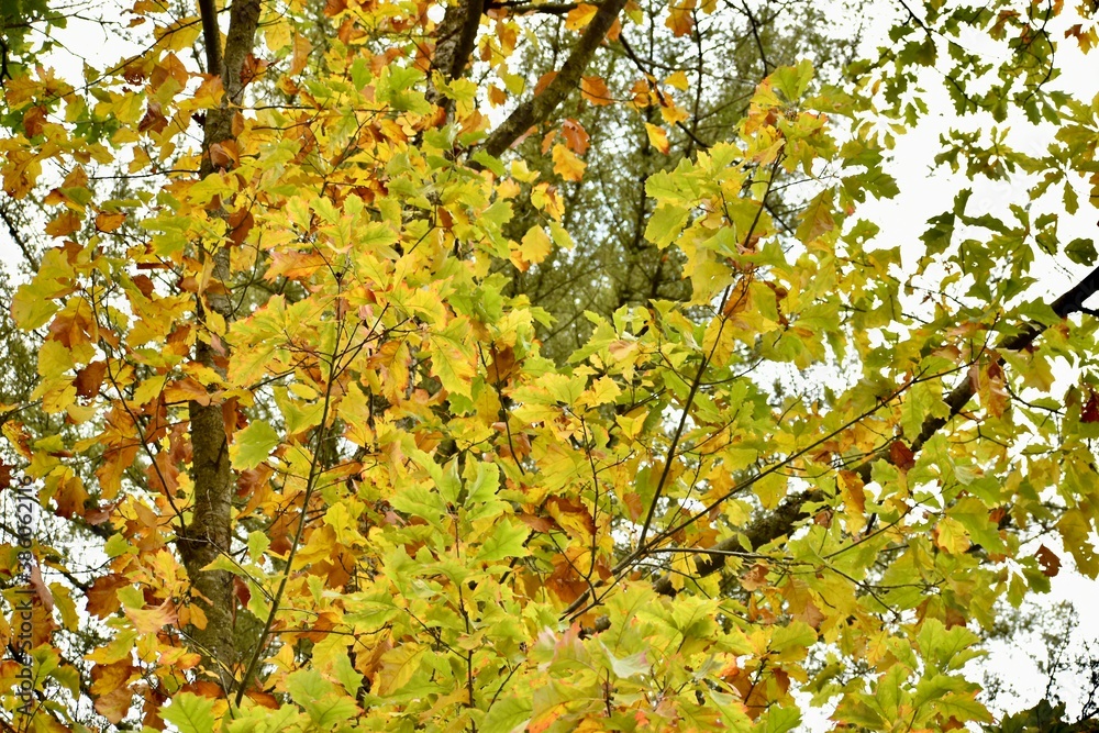 branches with green and yellow leaves in autumn branches with green and yellow leaves in autumn