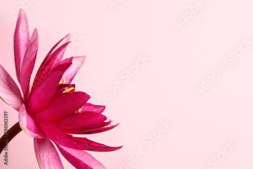Beautiful blooming lotus flower on light pink background. Space for text