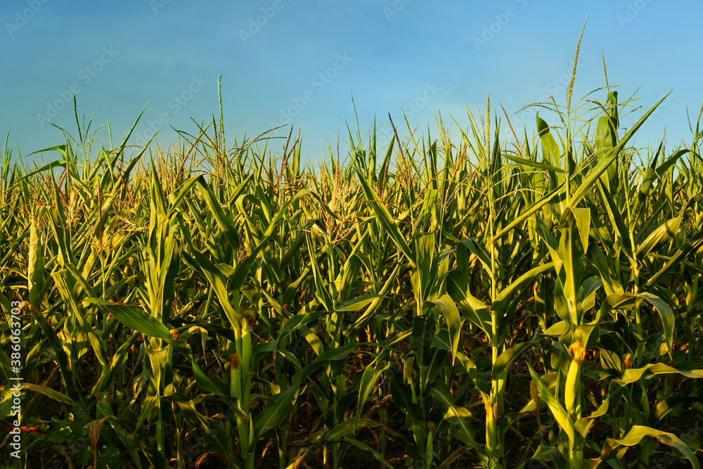 Fototapeta premium Beautiful view of corn growing in field