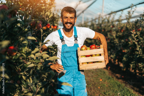 Smiling happy young man working in orchard and holding crate full of apples . photo