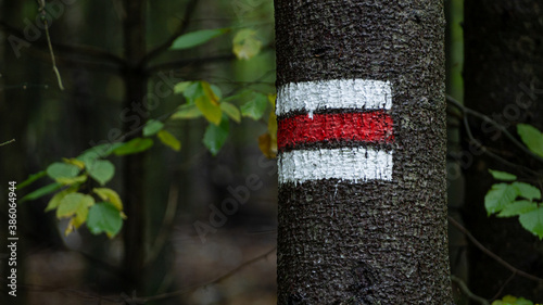 tourist mark on a tree in a forest