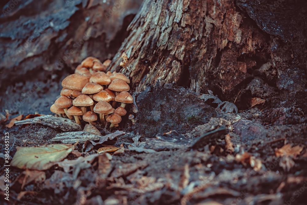 Inedible mushrooms in the forest near the trunk of an old dead tree Inedible mushrooms in the forest near the trunk of an old dead tree