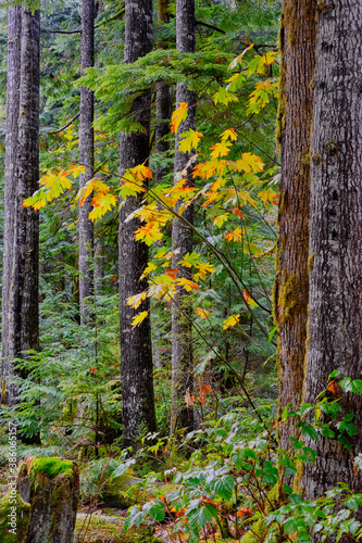 Fototapeta Naklejka Na Ścianę i Meble -  Colourful Fall colors stand out near Shannon Falls, Squamish BC