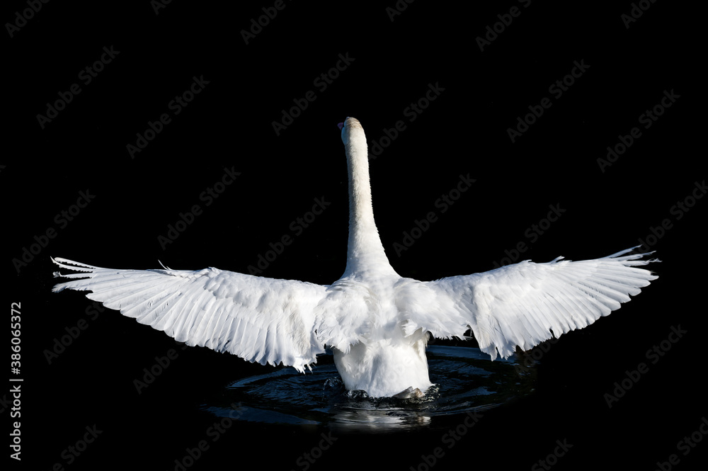 Naklejka premium white swan on black background
