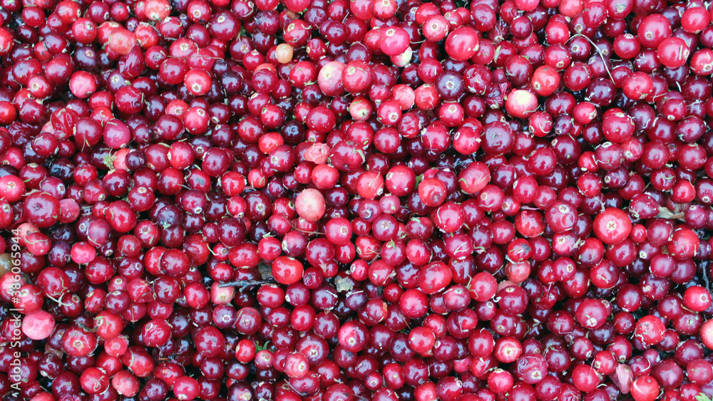 Cranberries with moss sprigs. Red ripe wild berries, collected in a swampy area. Healthy food. Gifts of northern nature. Cranberries with moss sprigs. Red ripe wild berries, collected in a swampy area. Healthy food. Gifts of northern nature.