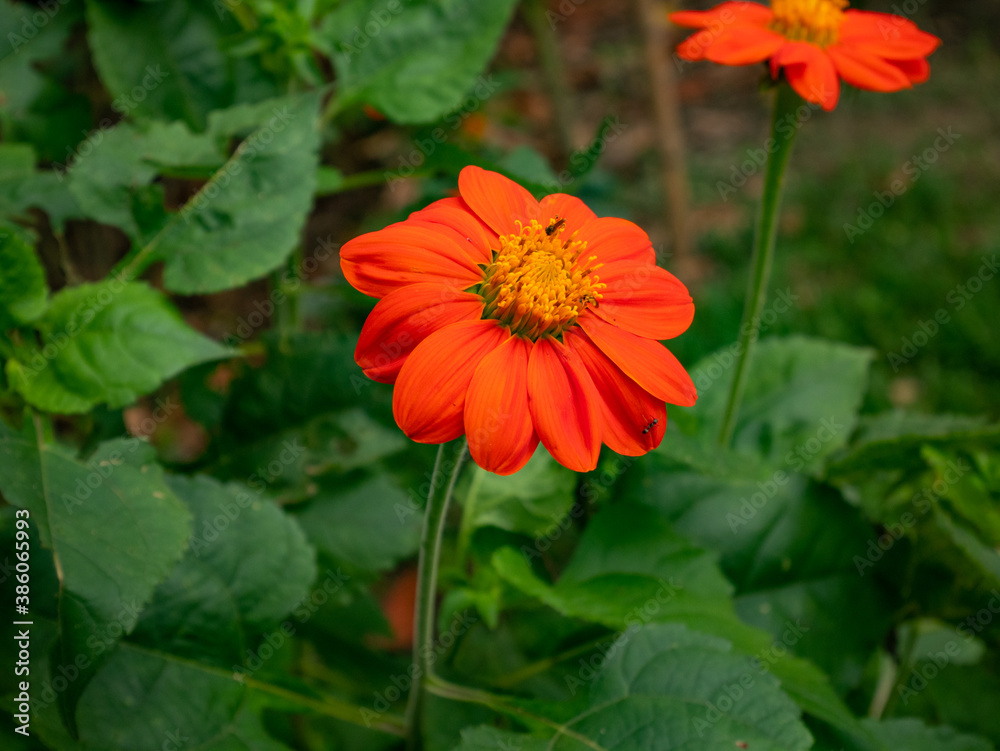 Flower with Orange Petals Similar to a Daisy in a Garden Flower with Orange Petals Similar to a Daisy in a Garden