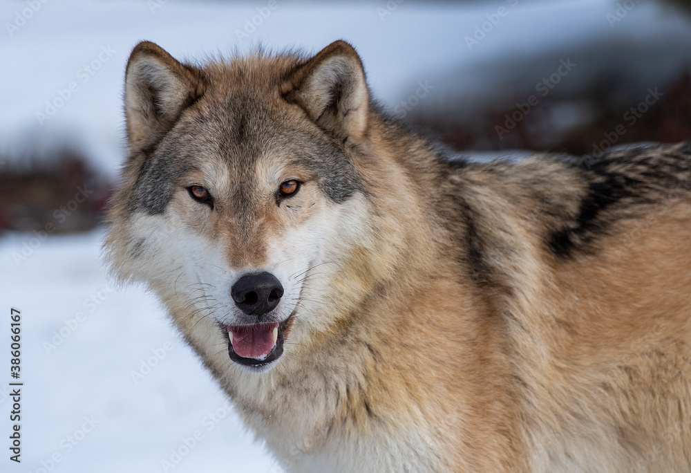 Fototapeta Timber Wolf