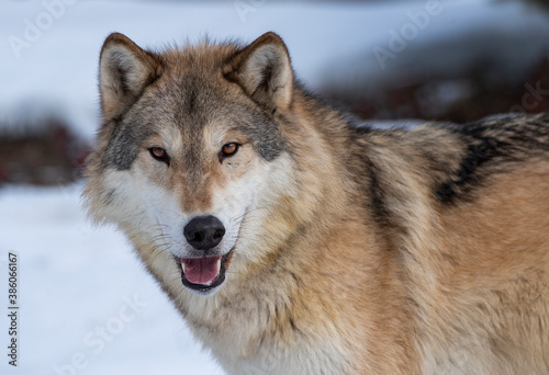Timber Wolf © Chris