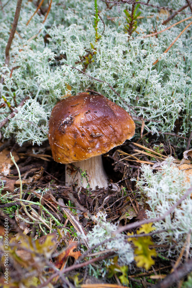 Boletus mushroom or Boletus aereus in the forest. King mushroom Boletus mushroom or Boletus aereus in the forest. King mushroom