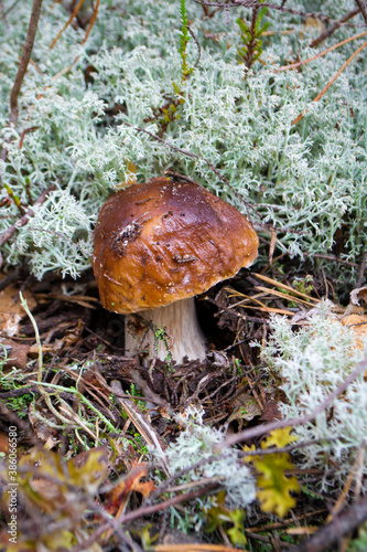 Boletus mushroom or Boletus aereus in the forest. King mushroom
