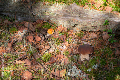 Leccinum aurantiacum aspen mushroom or red boletus with cep in wild forest of Belarus. Gathering red bun aspen mushroom orange cap cep