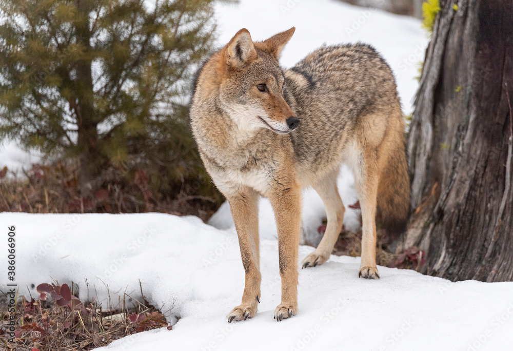 Obraz premium Coyote in Winter