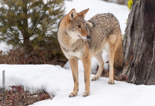 Coyote in Winter