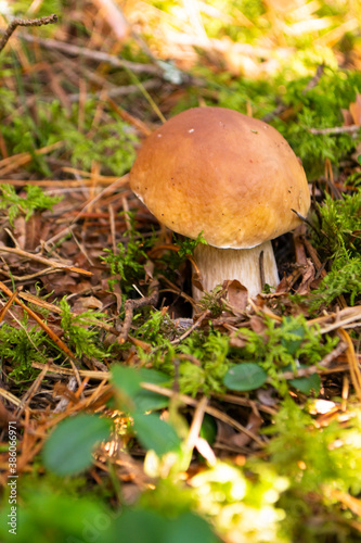 Edible bolete mushrooms in autumn wild forest. Boletus edulis.