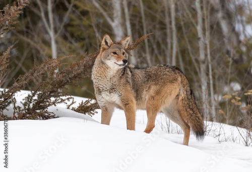 Coyote in Winter