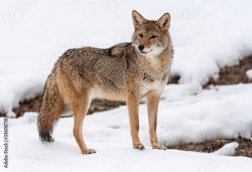 Canvas Print Coyote in Winter