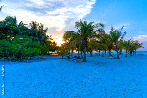 Lush  green leaves of a bush among luxurious palm trees  Maldives.