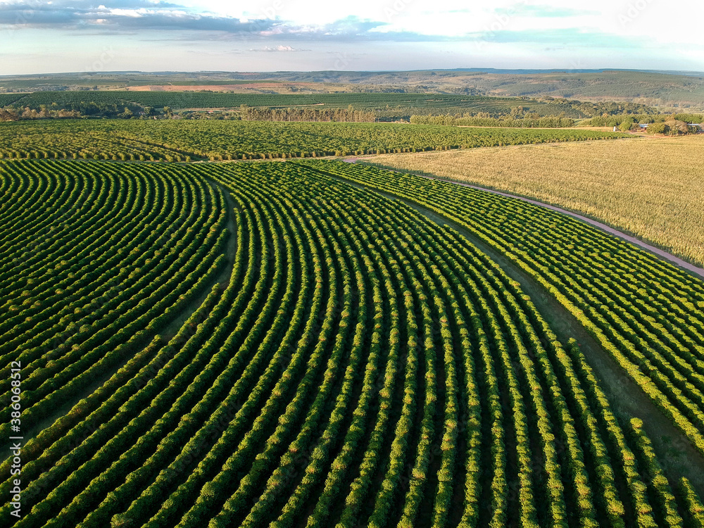 aerial view of coffee fielf in Brazil