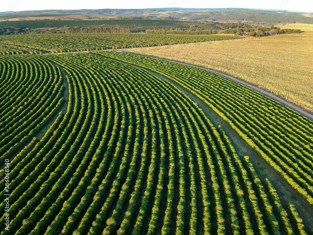 aerial view of coffee field in Brazil