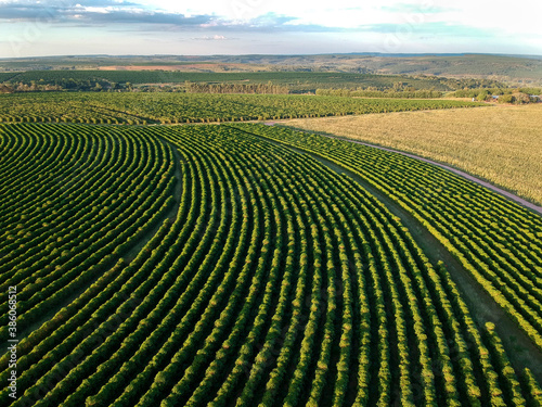 aerial view of coffee fielf in Brazil