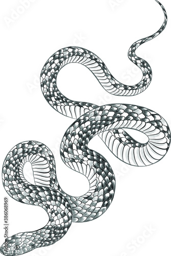 snake black white tattoo sketch graphic vector illustration