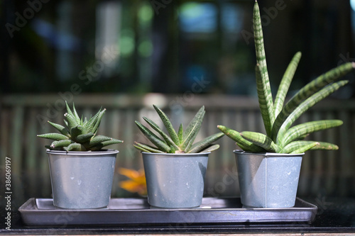 Set of potted house plant cactus succulent in gray pots on the windowsill. Cozy home modern decor in minimalistic scandinavian interior.