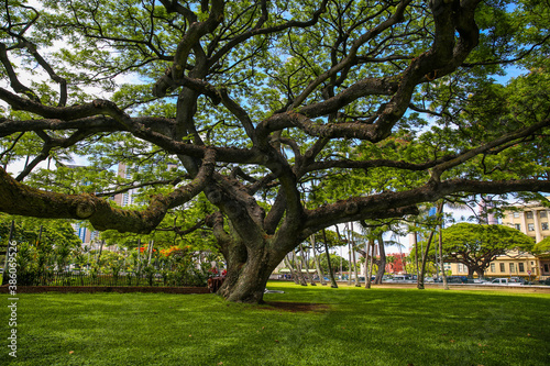 tree in Iolani Palace, Honolulu, Hawaii