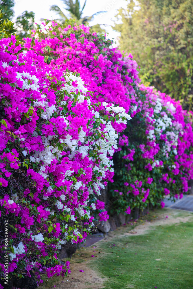 Paperflower, lesser bougainvillea, Honolulu, Oahu, Hawaii Paperflower, lesser bougainvillea, Honolulu, Oahu, Hawaii