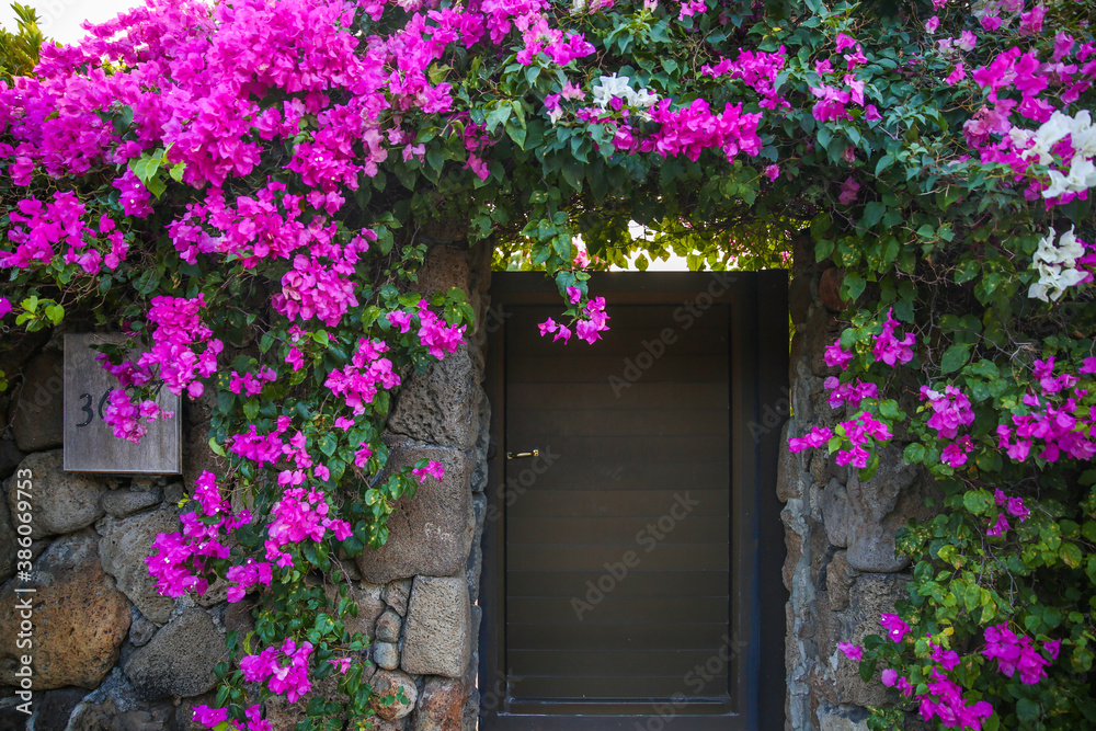 Flowers around the door, Honolulu, Oahu, Hawaii. Bougainvillea glabra, the lesser bougainvillea or paperflower, is the most common species of bougainvillea used for bonsai.