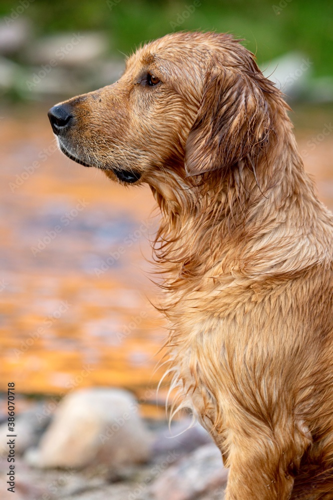 profile of golden retriever dog river background profile of golden retriever dog river background