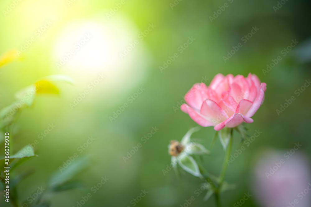 Obraz premium Roses in the garden