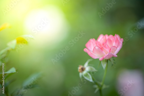 Roses in the garden © teerawit