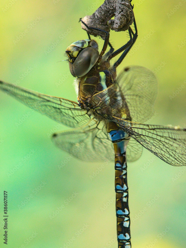 libélula o coleóptero o dragonfly descansando en arbol, close up o macro libélula o coleóptero o dragonfly descansando en arbol, close up o macro