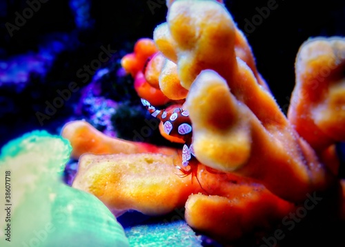 Beautiful scene with sexy shrimp, small saltwater invertebrate  photo