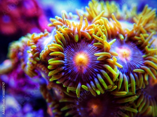 Colorful colony of Zoanthus polyps  soft coral photo