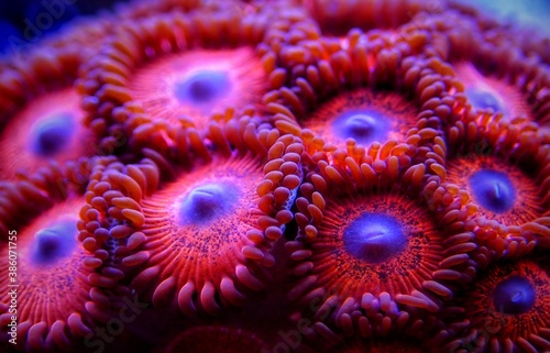 Colorful colony of Zoanthus polyps  soft coral © Kolevski.V